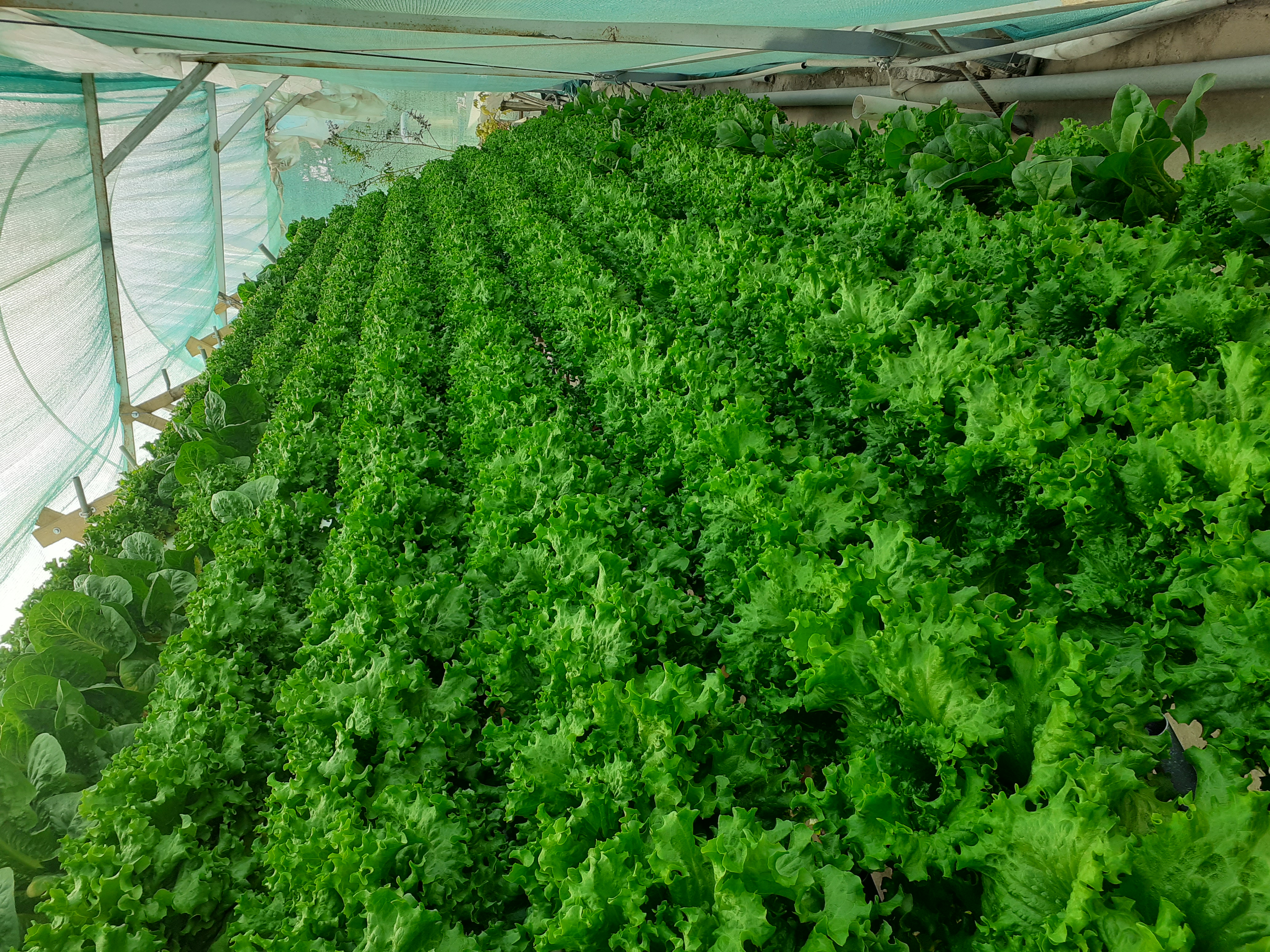 BioGrow - Asesoria y produccion agricola