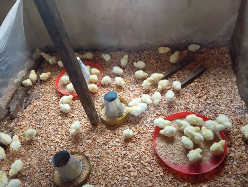 Nest Root-Tech Enterprise (Your Trusted Source for Healthy, Affordable Birds)