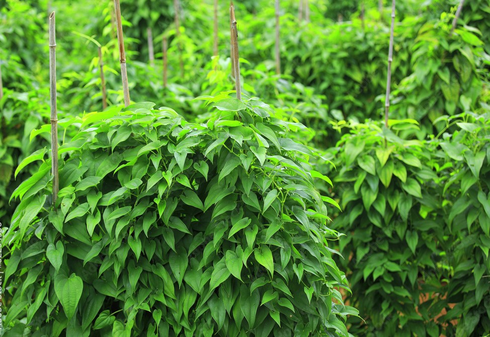 LEBULIBULIKOM GLOBAL FARMS