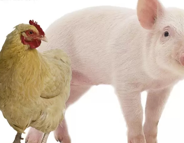 Pollos y cerdos
