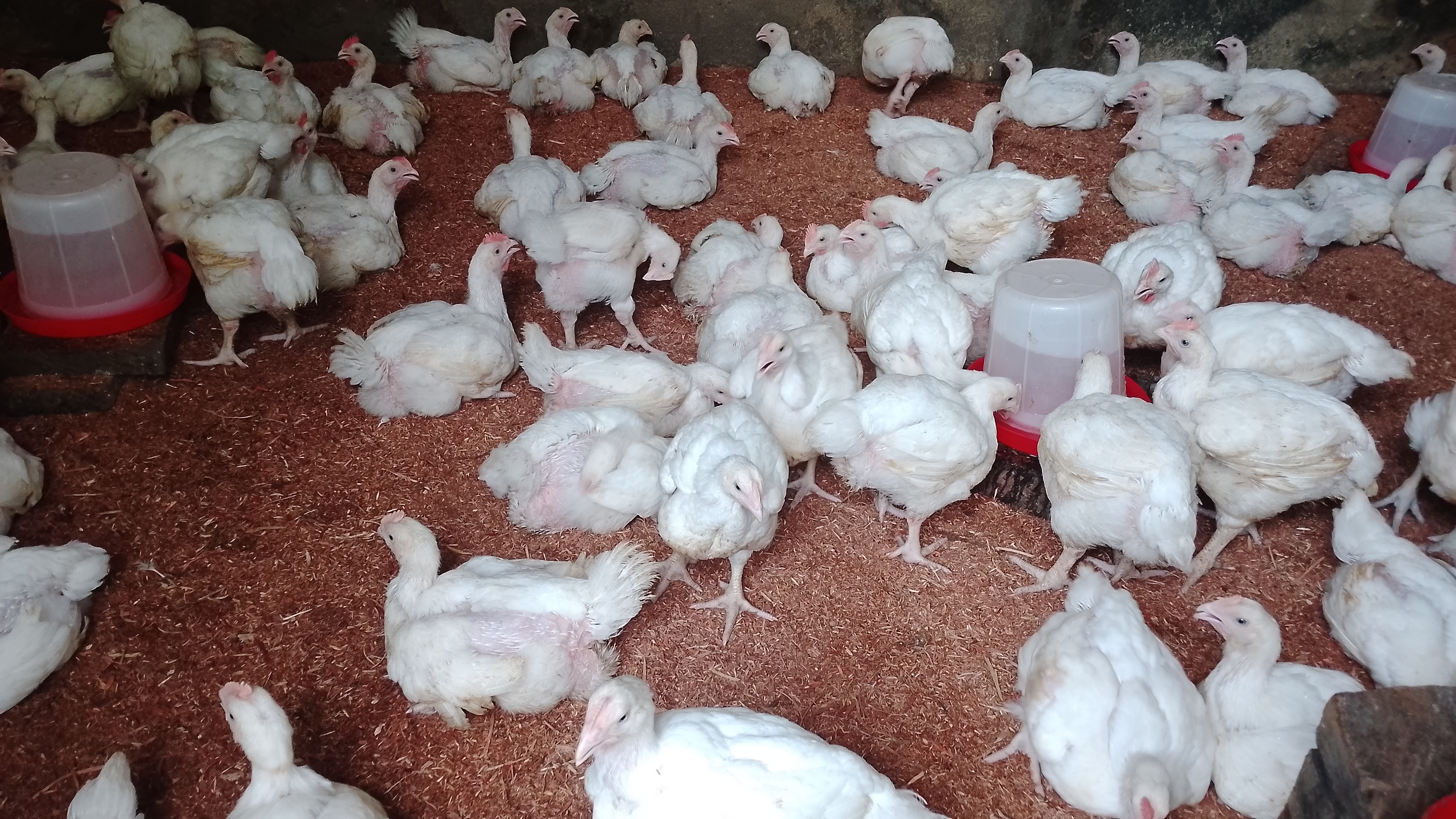 Mr White poultry farm